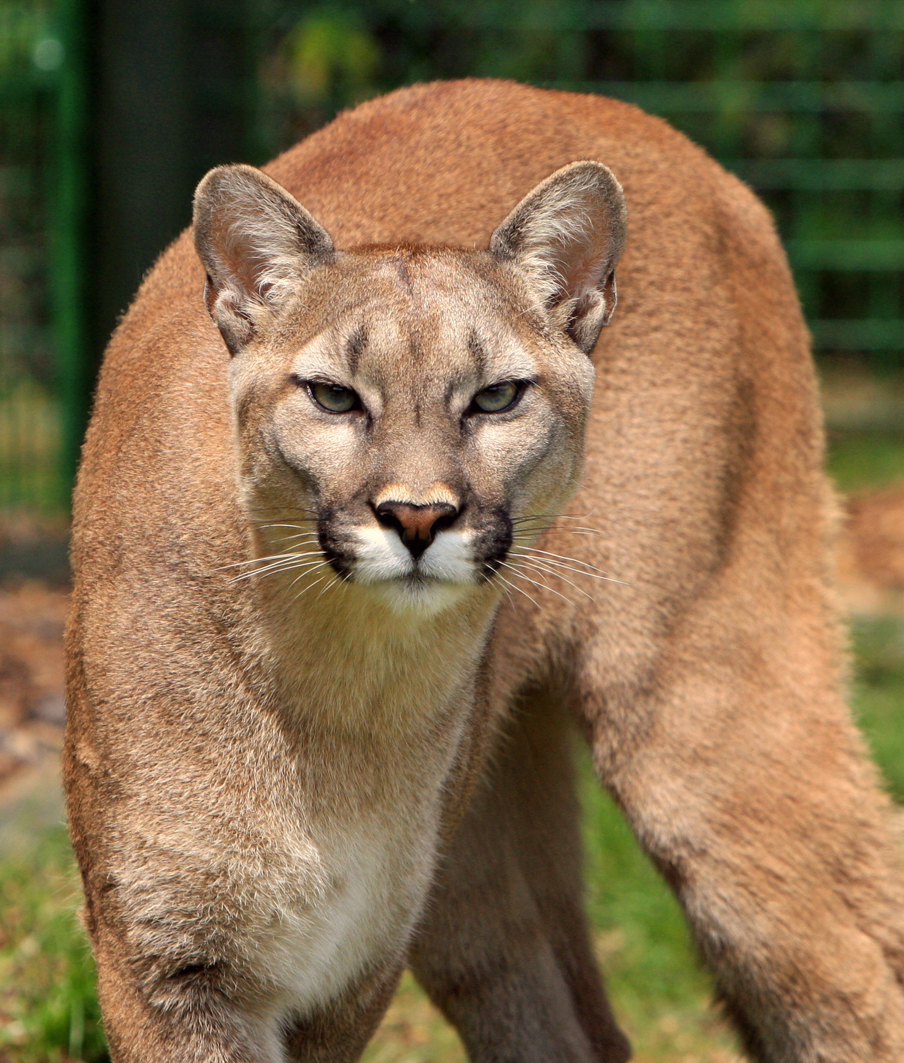 cougar-mountain-lion-puma-concolor-big-cat-53001